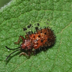 Dicladispa testacea